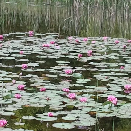 Haus Gebhard Apartment