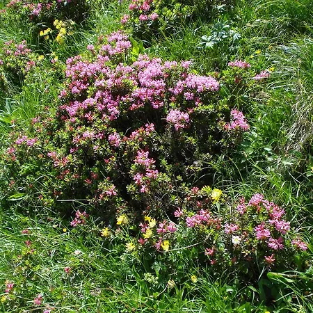 Apartamento Haus Gebhard Reutte