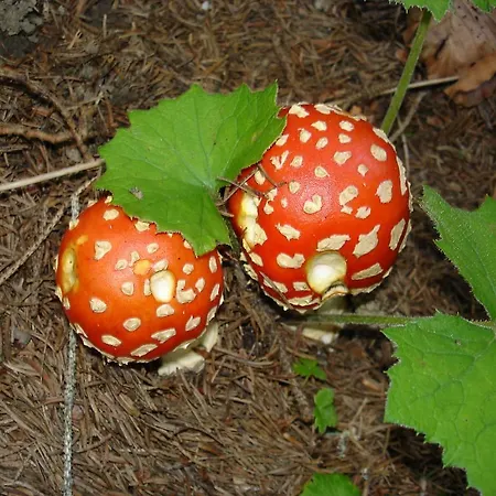 Haus Gebhard * Reutte