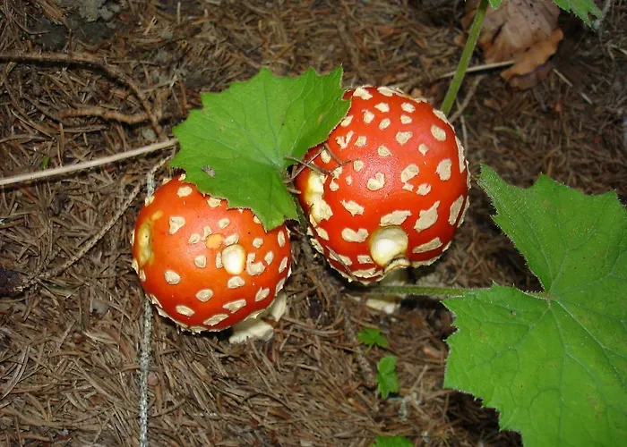 Haus Gebhard * ロイテ