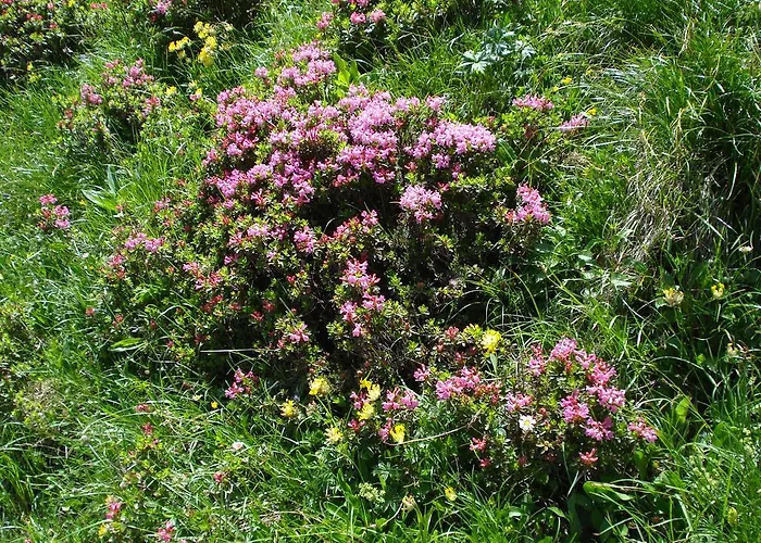 Appartement Haus Gebhard Reutte