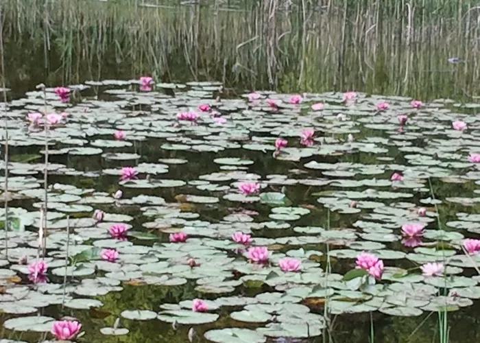 Haus Gebhard Apartmán